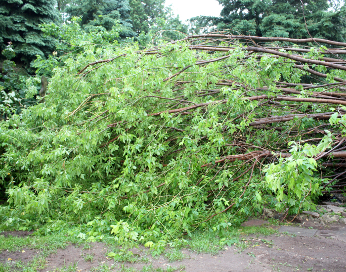 tree removal