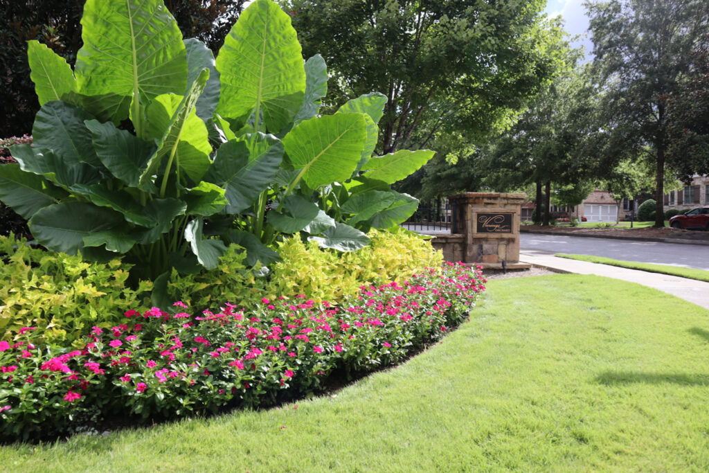 Lush garden with large green leaves and flowers